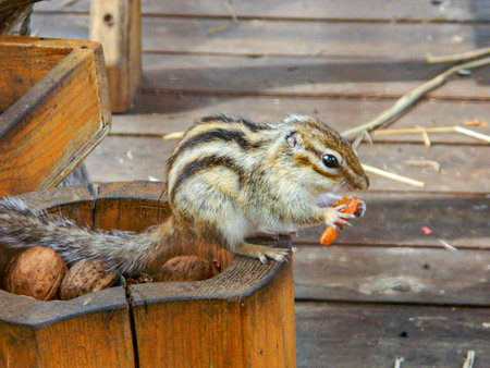 Chipmunk catch stone in his cute hands . High quality photoの写真素材
