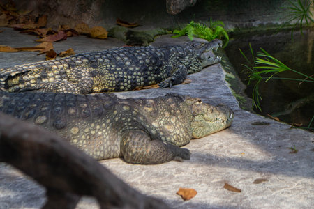 Two alligators are laying on a rock in a pond. High quality photoの写真素材