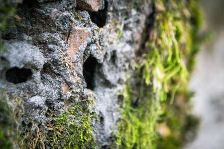 A tree trunk with moss on it and a sky background. High quality photoの写真素材