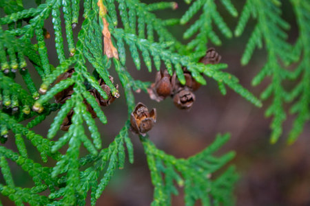 A close up of a tree with a few small leaves and some small seeds. High quality photo