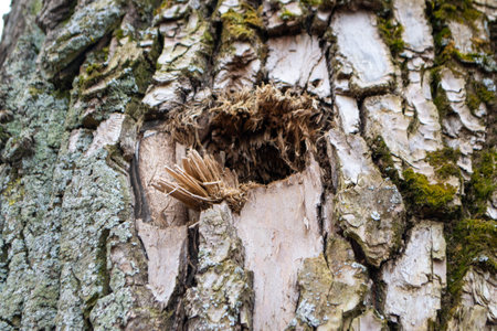 A close up of a tree trunk with a piece of wood that has the word wood on it. High quality photoの写真素材