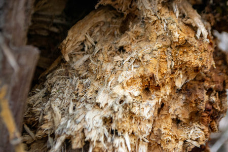 A close up of a tree trunk with a piece of wood that has the word wood on it. High quality photoの写真素材
