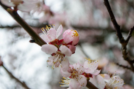Beautiful Pink Sakura flowers, cherry blossom during springtime against blue sky, toned image with sun leak . High quality photoの写真素材
