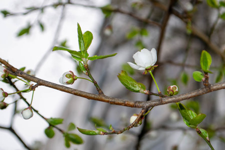 Beautiful Pink Sakura flowers, cherry blossom during springtime against blue sky, toned image with...