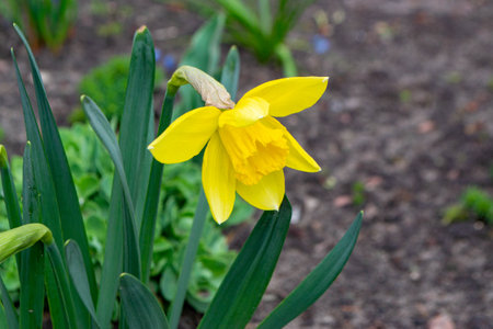 Beautiful colorful narcissus or Daffodil close up evening light. Narcissus is a genus of predominantly spring perennial plants of the amaryllis family, Amaryllidaceae. High quality photo.の写真素材