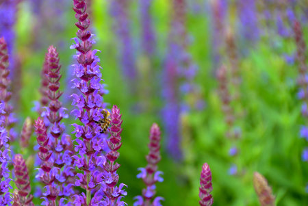 Blooming macro lupine flower. Violet spring and summer flower. High quality photoの写真素材