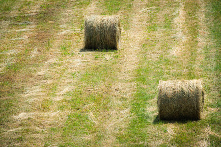 Some hay bales with green background. Sheaves of freshly harvested hay in a field of cut grass. Farm...