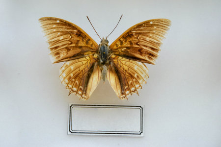 Fulgora laternaria spread is common in Central and South America, Mexico. The Surinamese lantern, or Surinamese lantern, is a large tropical species of half-winged insects from the Lantern family.の写真素材