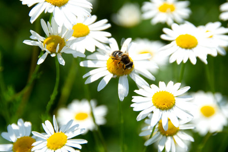 Life giving nutrition on Earth. A bee is sitting on a marguerite flower. cosmos flowers background selective focus and blurry. Ber on white cosmos. High quality photoの写真素材