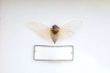 Exotic insects of the fauna of South America common in Central and South America Mexico and the...