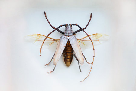 Exotic insects of the fauna of South America common in Central and South America Mexico and the...