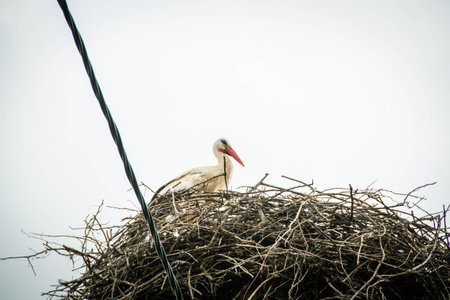 White stork Ciconia ciconia, Ciconiidae sitting in large nest, blue sky background. Migrating bird, settled for summer, outdoor. Wildlife in urban conditions, spring season concept. high quality photoの写真素材