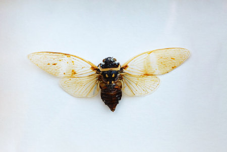 Exotic insects of the fauna of South America common in Central and South America Mexico and the...