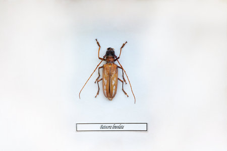 Exotic insects of the fauna of South America common in Central and South America Mexico and the...