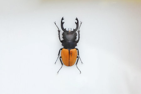 Exotic insects of the fauna of South America common in Central and South America Mexico and the...