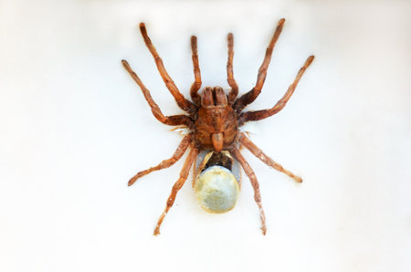 Exotic insects of the fauna of South America common in Central and South America Mexico and the Pacific fauna. Large tropical species of semi-winged Large hymenoptera scorpion-like spiders and beetlesの写真素材