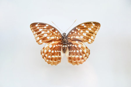 Exotic insects of the fauna of South America common in Central and South America Mexico and the...