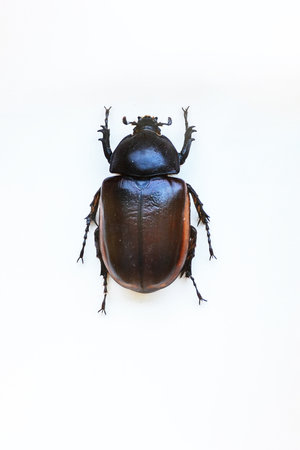 Exotic insects of the fauna of South America common in Central and South America Mexico and the Pacific fauna. Large tropical species of semi-winged Large hymenoptera scorpion-like spiders and beetlesの写真素材