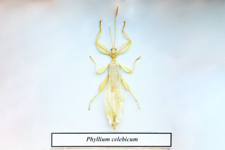 Exotic insects of the fauna of South America common in Central and South America Mexico and the...