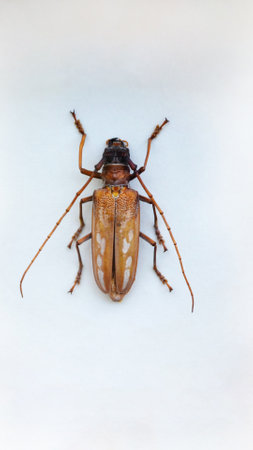Exotic insects of the fauna of South America common in Central and South America Mexico and the...