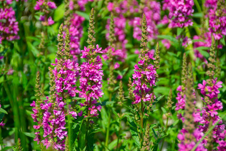 Close up image of little pink flowers in the park with green background. A bunch of purple flowers...