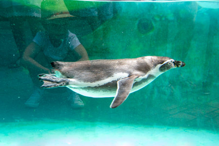 Humboldt penguin swims in blue clear water. Refreshing Swimming in a pool. High quality photoの写真素材