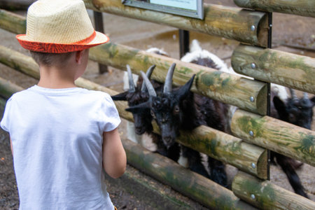 Cute toddler boy looking at a goat on a farm on SUMMER day. Children feeding a llama on an animal farm. Kids at a petting zoo at fall. Active leisure children outdoor. High quality photoの写真素材