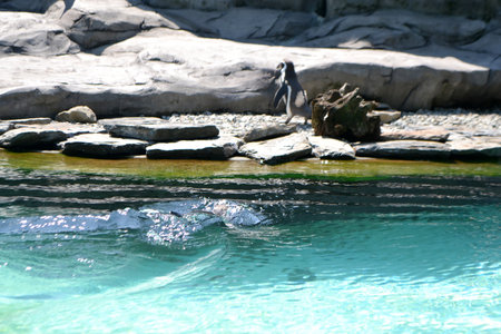 Couple of Humboldt penguins standing on a rocky shore. Two South American penguins resting after swimming. High quality photoの写真素材