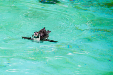 Humboldt penguin swims in blue clear water. Refreshing Swimming in a pool. High quality photoの写真素材