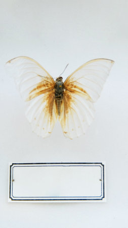 Exotic insects of the fauna of South America common in Central and South America Mexico and the Pacific fauna. Large tropical species of semi-winged Large hymenoptera scorpion-like spiders and beetlesの写真素材