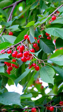 Cherry branch with ripe red berries on a dark green background. Garden natural cherry. High quality...