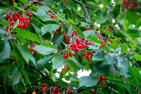 Cherry branch with ripe red berries on a dark green background. Garden natural cherry. High quality...