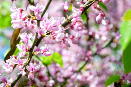 Sakura blossom. Pink japanese cherry bloom flowers on blurred spring background. Beautiful cherry blossom sakura in spring time over blue sky. High quality photoの写真素材