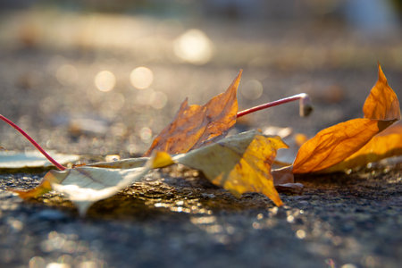 A perspective shot of a fallen yellow maple leave on a road with beautiful bokeh in the background. High quality photoの写真素材