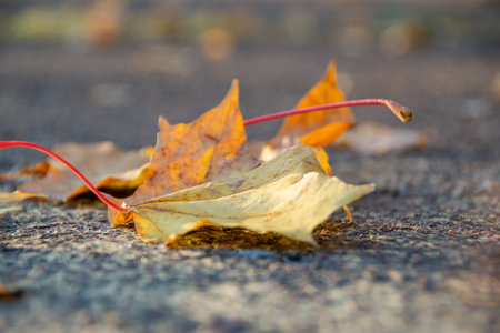A perspective shot of a fallen yellow maple leave on a road with beautiful bokeh in the background. High quality photoの写真素材