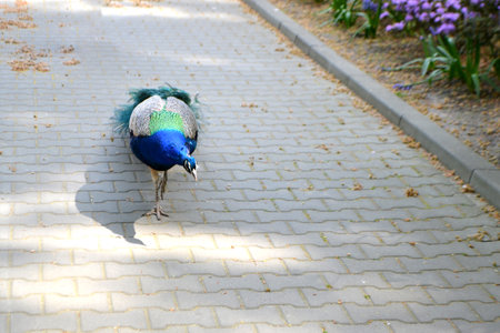 Close up peacock posing on railing at sunset. Close up peacock, peacock posing on railing at sunset. High quality photoの写真素材