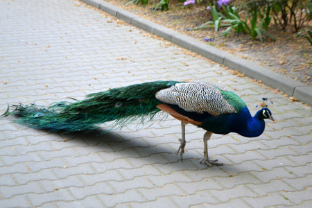 Close up peacock posing on railing at sunset. Close up peacock, peacock posing on railing at sunset. High quality photoの写真素材