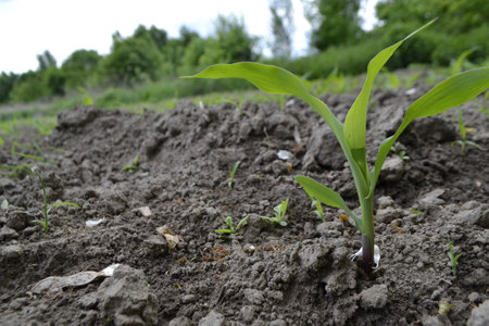 Young Plant Growing In Sunlight. fields planted with corn. green corn sprouts in a field at a ranch....