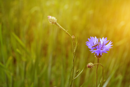 Bright colorful Cornflower flower knapweed, Centaurea. outdoors. High quality photoの写真素材