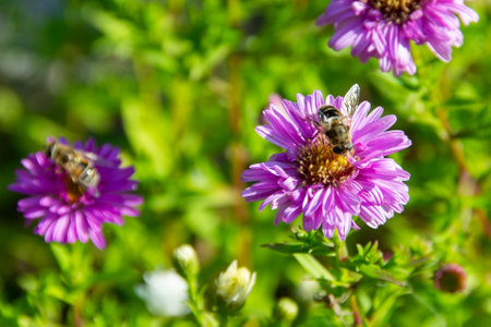A bee visits a white rose in bloom. The rose has elegant petals that surround a yellow center. The...