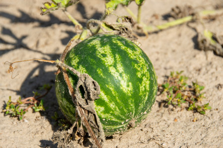 Dirty watermelons after cleaning from the field. Harvested watermelons. lots of watermelons. Shooting from the side. Fresh green watermelon in the field. High quality photoの写真素材