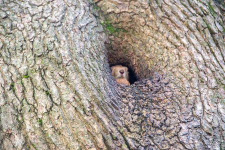 Close-up shot of the Red Squirrel with summer orange and brown coat sitting on the tree branch. Sciurus vulgaris. Beautiful and cute red squirrel on a tree trunk in the forest. Light background.の写真素材