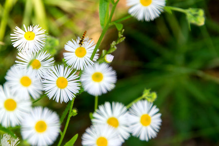 Chamomile flower among green grass and leaves, natural background. daisies among the green grass....