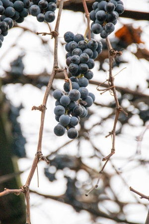Clusters of spoiled rotten grapes hang on a bush near a rusty fence in late autumn.Vineyards autumn harvest. Fresh blue grapes bunch in sunset. High quality photoの写真素材