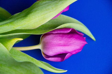 Fresh flower composition, bouquet of bi color pink tulips, isolated baby blue color background. International Women's day, mother's day greeting concept. Copy space, close up, top view, flat lay.の写真素材