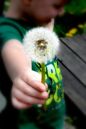 A hand with a denim sleeve holds three dandelions on a background of dark green grass. High quality photoの写真素材