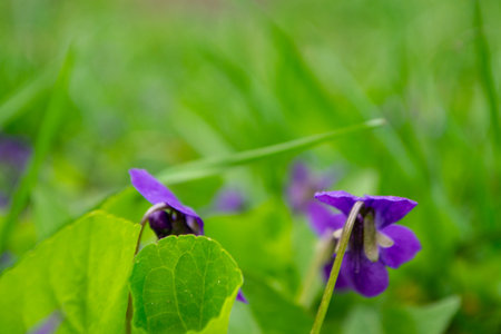 A terrestrial plant with violet petals, two purple flowers are blooming in the grass with green leaves, creating a beautiful groundcover in the grasslandの写真素材