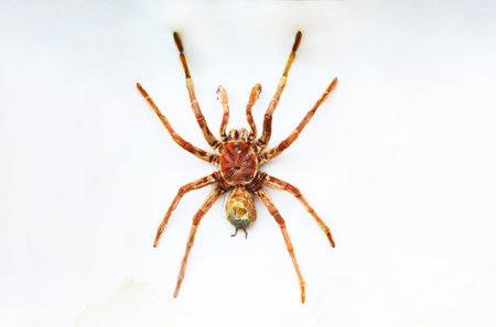 Exotic insects of the fauna of South America common in Central and South America Mexico and the...