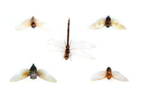 Exotic insects of the fauna of South America common in Central and South America, Mexico, and the Pacific fauna. Large tropical species of semi-winged insects, hymenoptera, scorpion-like spiders, and beetles.の写真素材