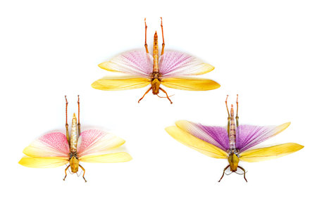Exotic insects of the fauna of South America common in Central and South America Mexico and the...